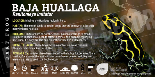 Ranitomeya imitator 'Baja Huallaga' Dart Frog Card