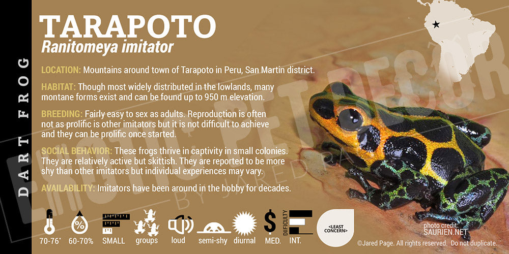 Ranitomeya imitator 'Tarapoto' Card