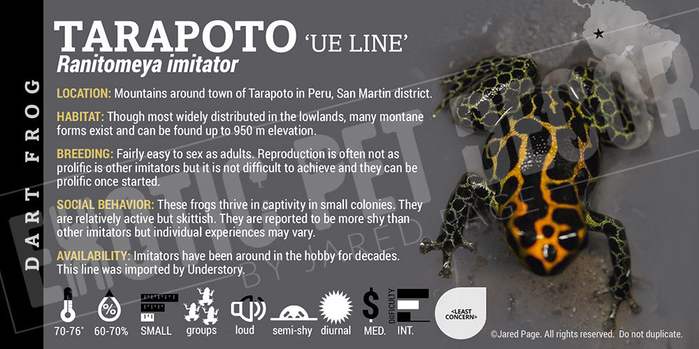 Ranitomeya imitator 'Tarapoto' Card