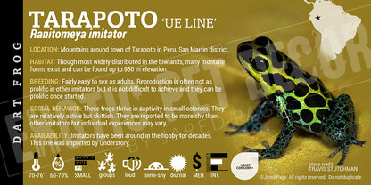 Ranitomeya imitator 'Tarapoto' Card