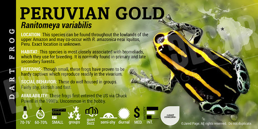 Ranitomeya variabilis 'Peruvian Gold' Card