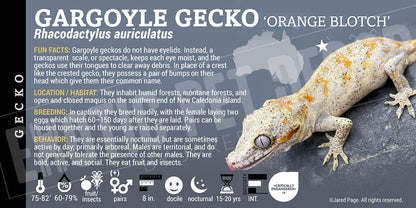 Rhacodactylus auriculatus 'Gargoyle' Gecko