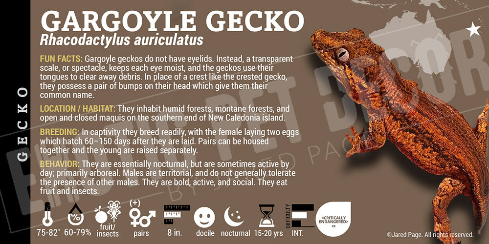 Rhacodactylus auriculatus 'Gargoyle' Gecko