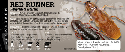 Periplaneta (Shelfordella) lateralis 'Red Runner' Roach