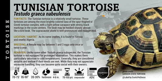 Testudo graeca nabeulensis 'Tunisian' Tortoise label
