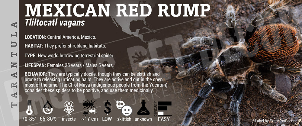 Tliltocatl vagans 'Mexican Red Rump' Tarantula Cards and Enclosure ...