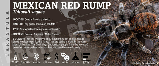 Tliltocatl vagans 'Mexican Red Rump' Tarantula