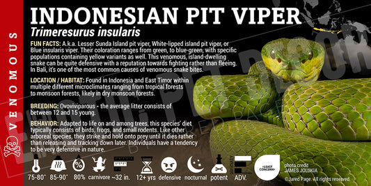 Trimeresurus insularis 'Indonesian Pit Viper'