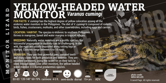 Varanus cumingi 'Yellow-headed Water Monitor' Lizard