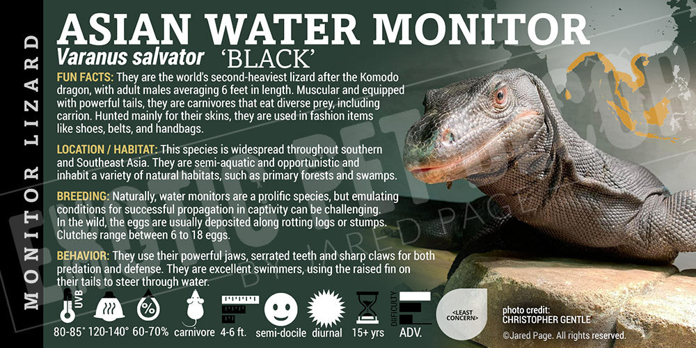 Varanus salvator 'Asian Water Monitor' Lizard