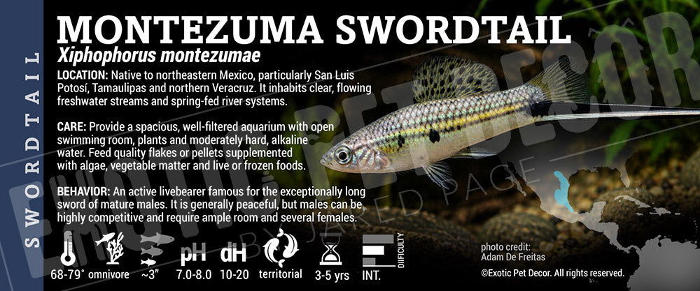 Xiphophorus montezumae 'Montezuma Swordtail' Fish label