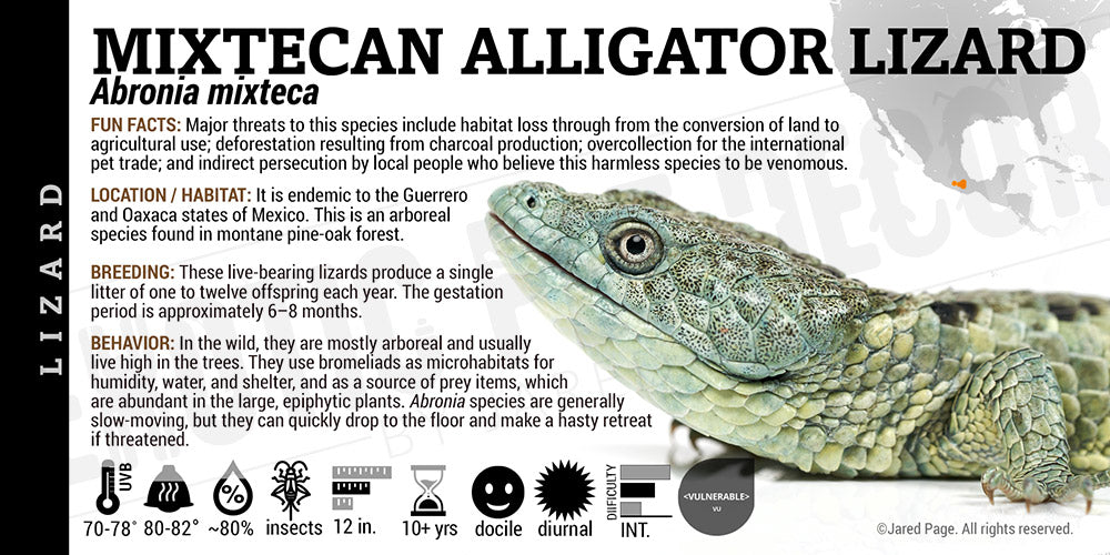 Abronia mixteca 'Mixtecan Arboreal Alligator' Lizard