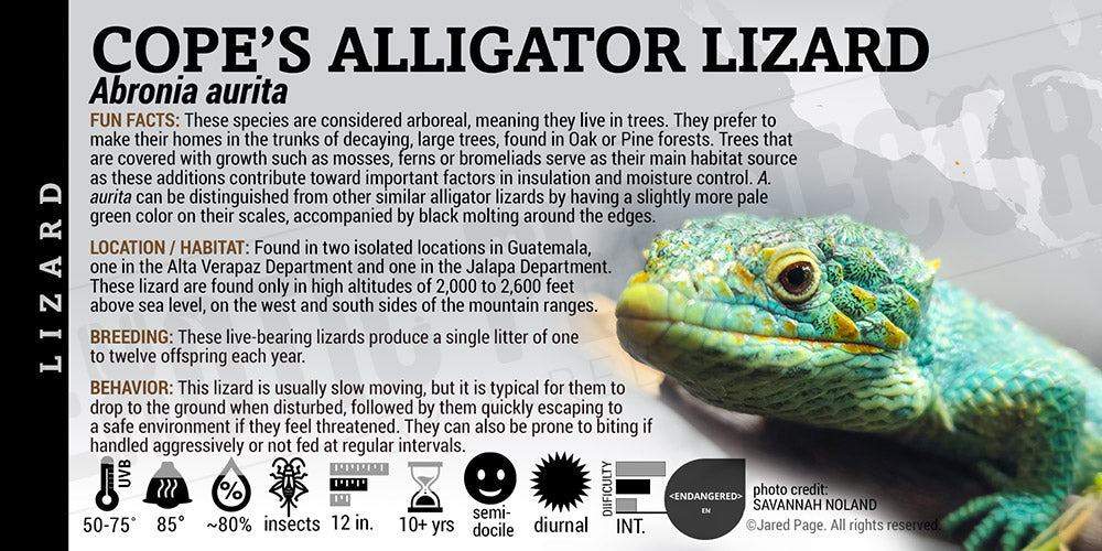 Lable Lizard Abronia aurita 'Cope's Alligator' Lizard Cards and Enclosure Labels ...