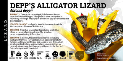 Abronia deppii 'Depp's Arboreal Alligator' Lizard