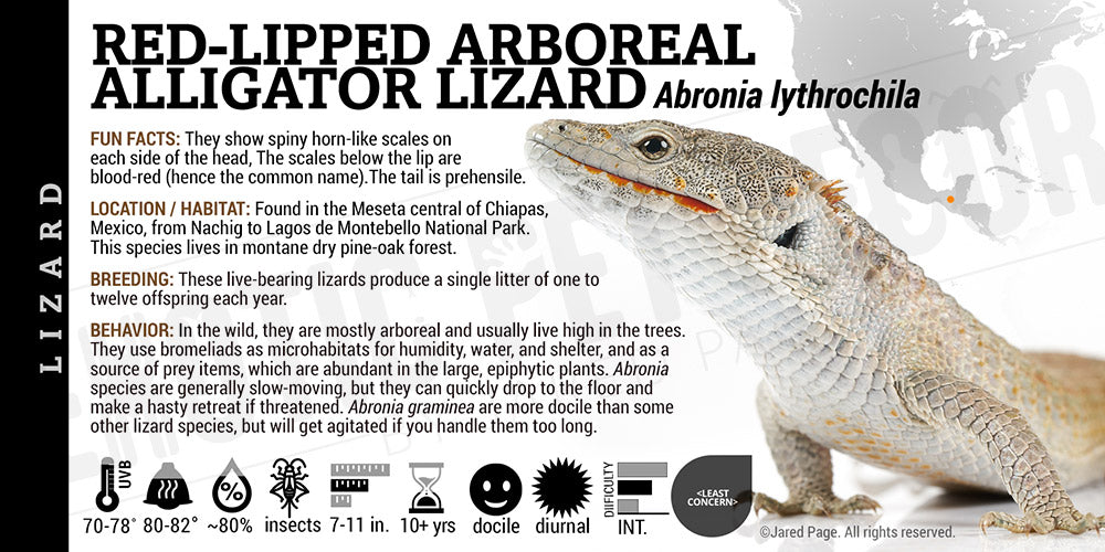 Abronia lythrochila 'Red Lipped Alligator' Lizard Cards and Enclosure ...