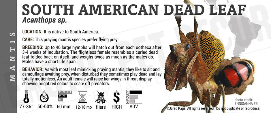 Mantises & Phasmid Collector Cards and Enclosure Labels – Exotic Pet Decor