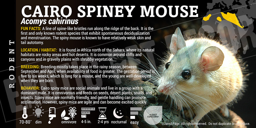 Acomys cahirinus 'Cairo Spiney Mouse'