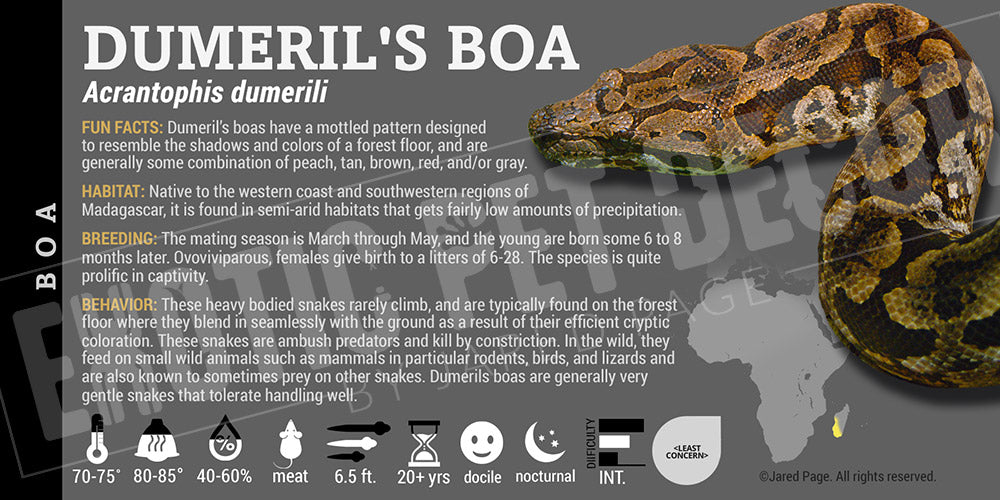 Acrantophis Python Acrantophis dumerili 'Dumeril's' Boa Cards and Enclosure Labels ...