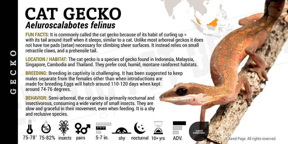 Aeluroscalabotes felinus 'Cat' Gecko