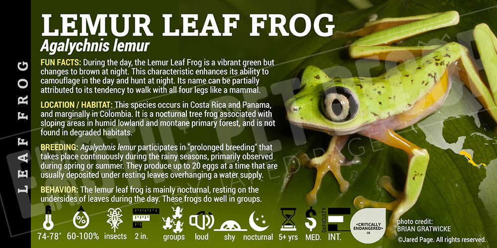 Agalychnis lemur 'Lemur Leaf Frog'