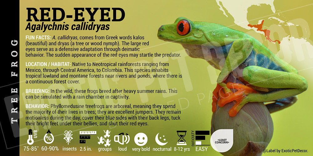Agalychnis callidryas 'Red Eye Tree Frog'