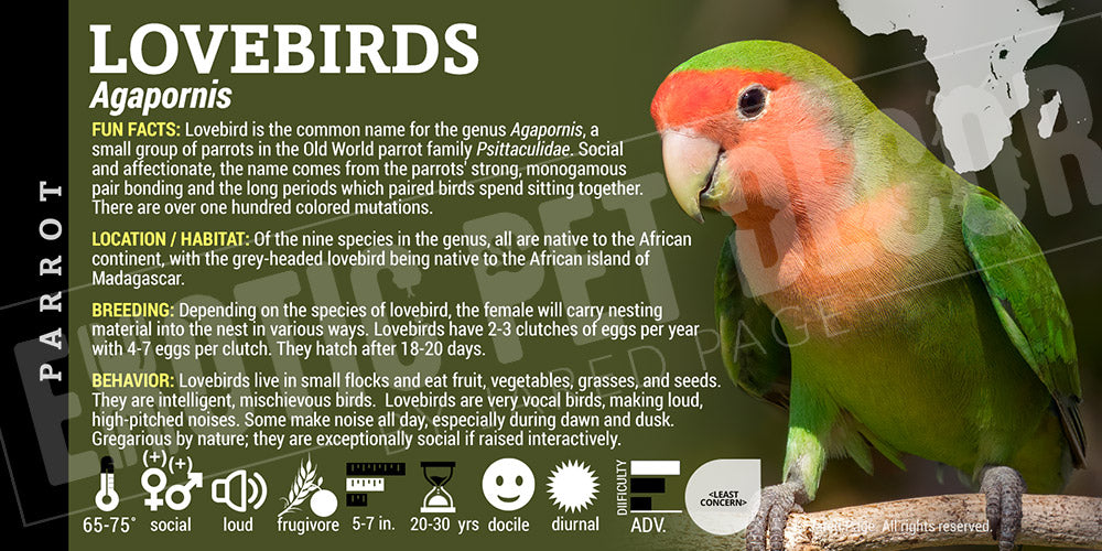 Agapornis 'Lovebirds'