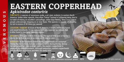 Agkistrodon contortrix 'Eastern' Copperhead