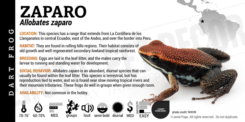 Allobates zaparo Dart Frog Label