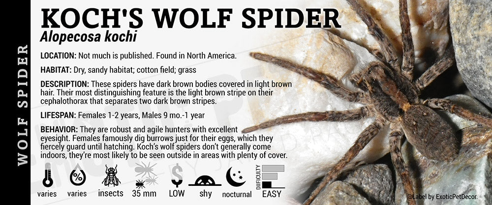 Alopecosa kochi 'Wolf' Spider