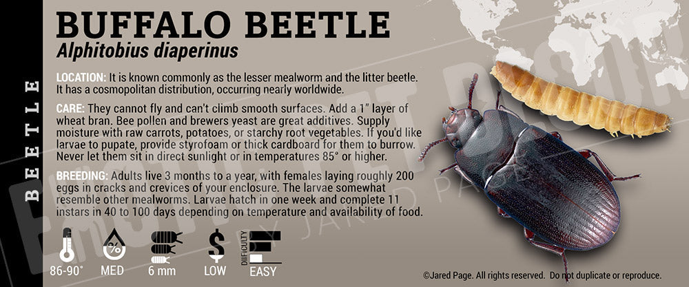 Alphitobius diaperinus 'Buffalo' Beetle