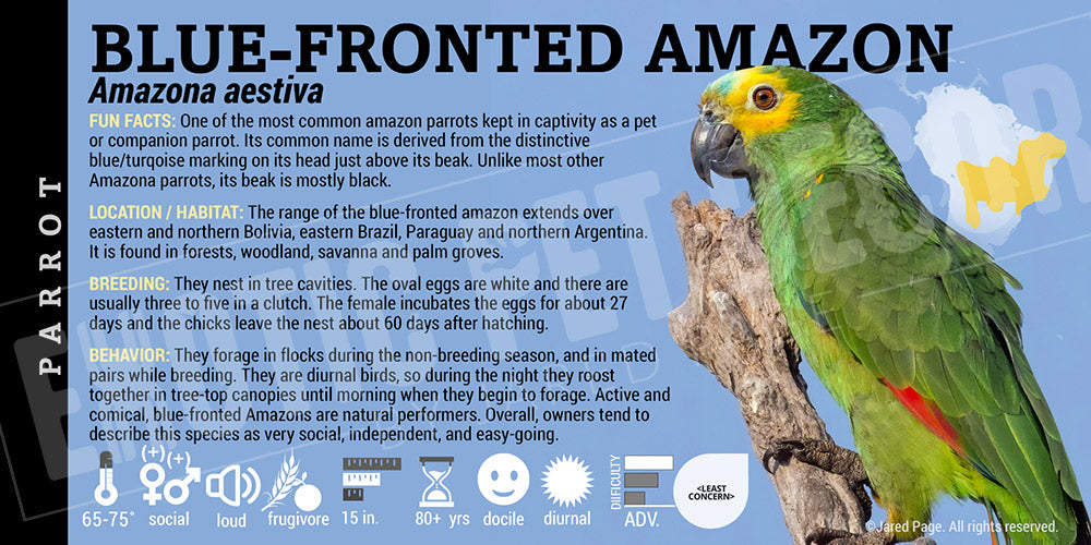 Amazona aestiva 'Blue Fronted Amazon Parrot'