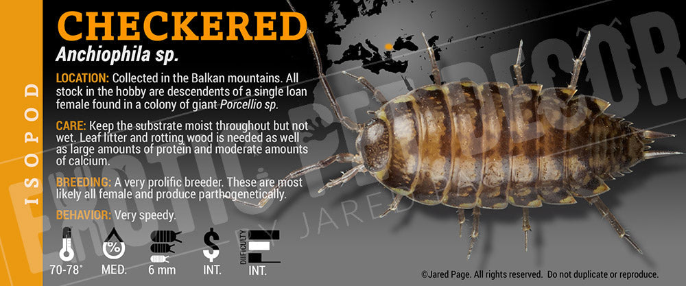 Anchiophila sp 'Checkered' isopod label