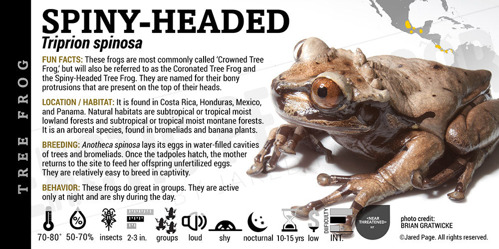 Anotheca spinosa 'Spiny Headed Tree Frog'