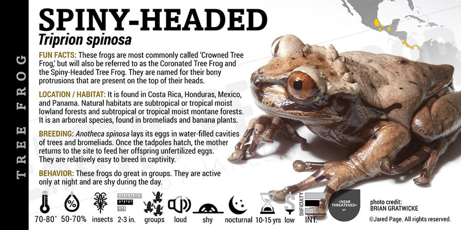 Tree Frog Collector Cards and Enclosure Labels – Exotic Pet Decor
