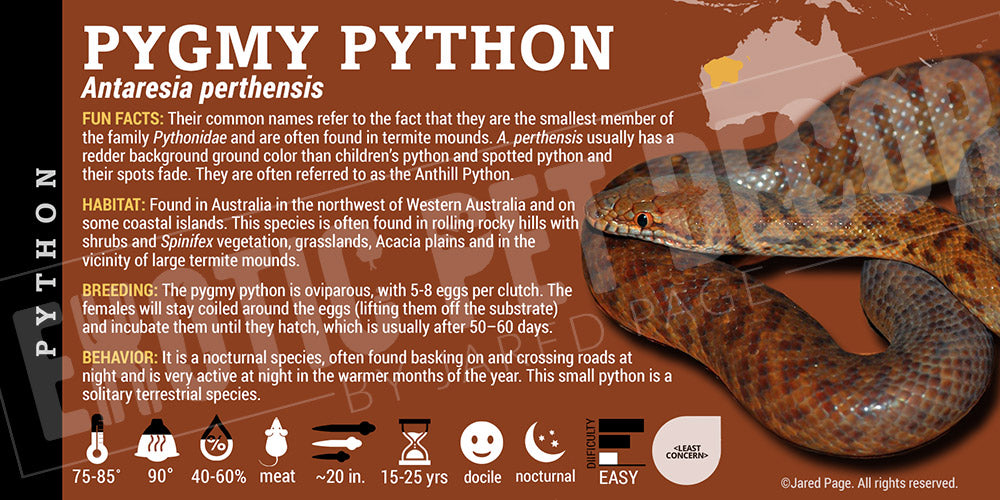 Antaresia perthensis 'Pygmy' Python Cards and Enclosure Labels – Exotic ...