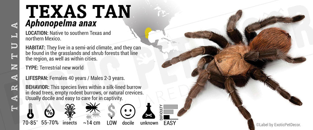 Texas Tan Aphonopelma anax 'Texas Tan' Tarantula Cards and Enclosure Labels ...