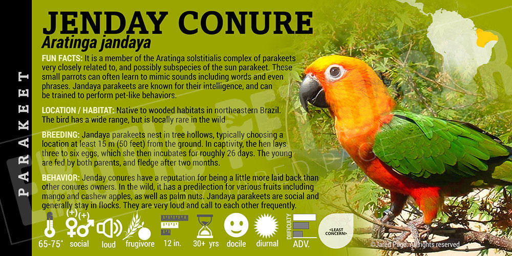 Aratinga jandaya 'Jenday Conure'