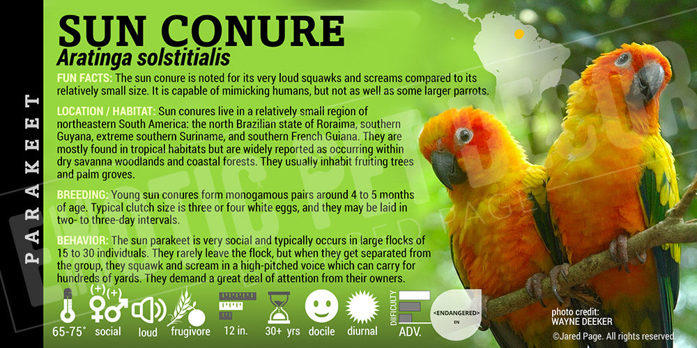 Aratinga solstitialis 'Sun Conure'