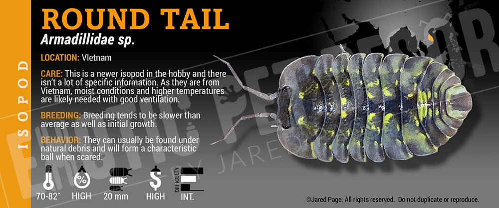 Armadillidae sp 'Round Tail' isopod label