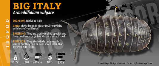Armadillidium vulgare 'Big 'Italy' isopod