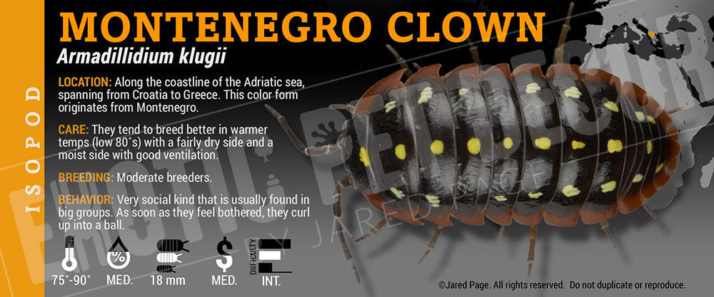 Armadillidium klugii 'Montenegro Clown' isopod label