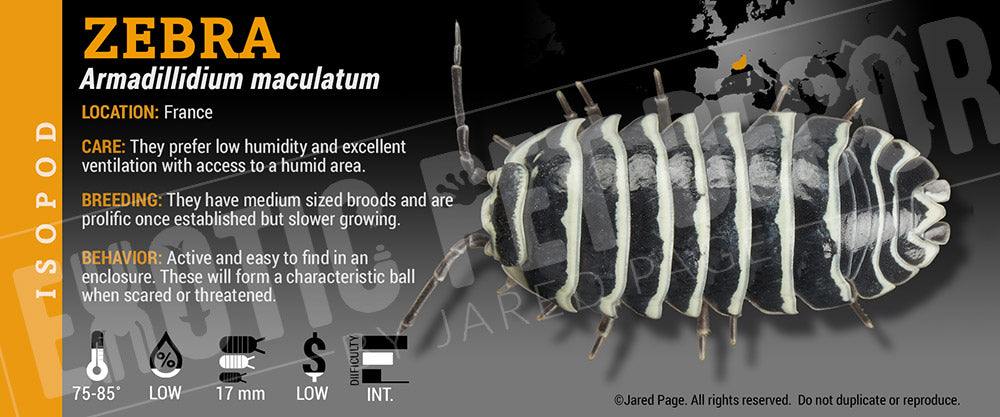 Armadillidium maculatum 'Zebra' isopod