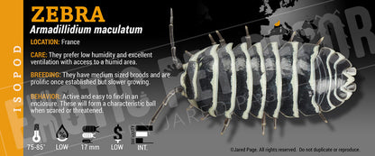 Armadillidium maculatum 'Zebra' isopod