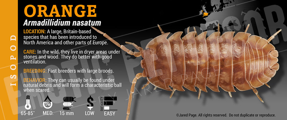 Armadillidium nasatum 'Orange' isopod