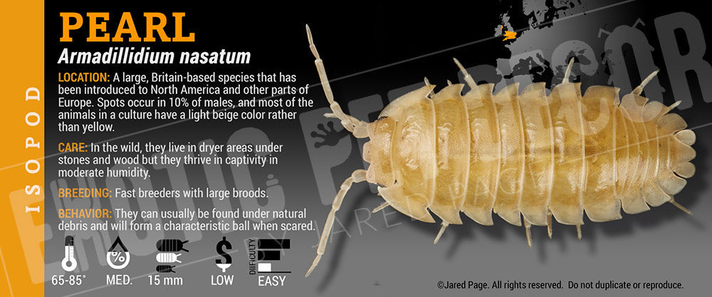 Armadillidium nasatum 'Pearl' isopod label