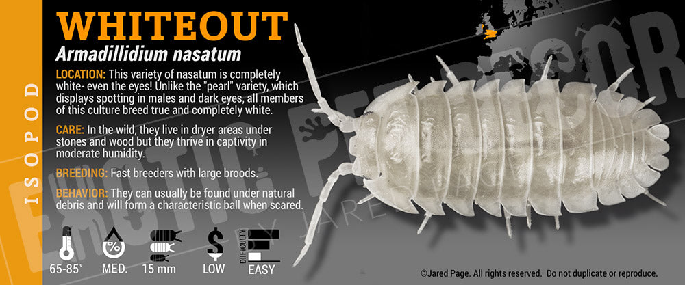 Armadillidium nasatum 'Whiteout' isopod label