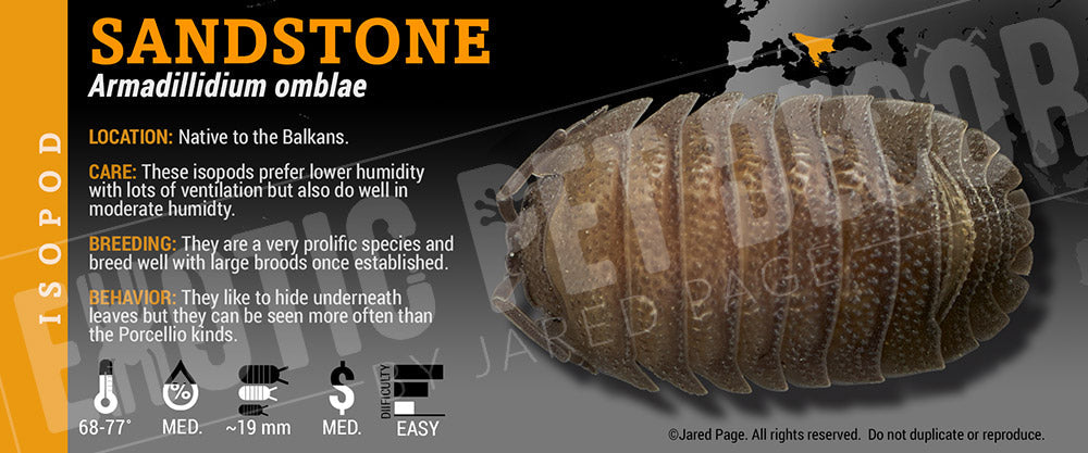 Armadillidium omblae 'Sandstone' isopod