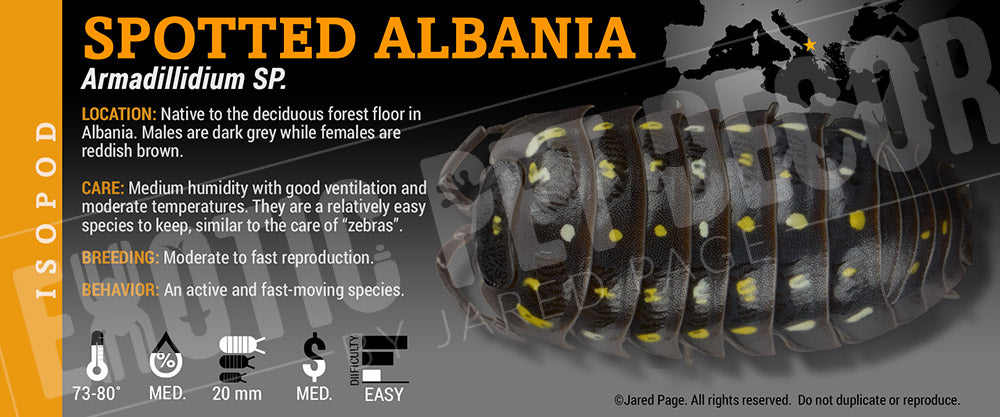 Armadillidium sp. 'Spotted Albania' isopod label