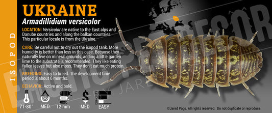 Armadillidium versicolor isopod label