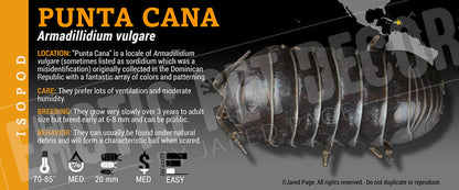 Armadillidium vulgare 'Punta Cana' isopod label